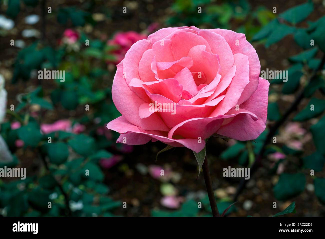 Rose Flower Government Rose Garden Centenary Rose Park in Vijayanagaram in Ooty Udhagamandalam, Nilgiris, Tamil Nadu, Südindien, Indien, Asien Stockfoto