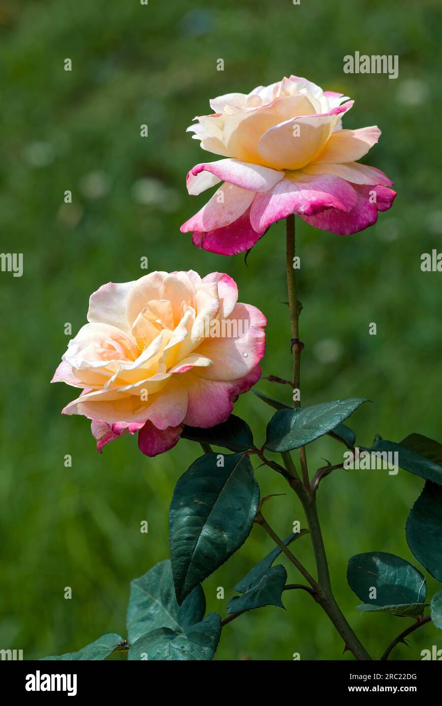Rendezeos Rose Flowers Government Rose Garden Centenary Rose Park in Vijayanagaram in Ooty Udhagamandalam, Nilgiris, Tamil Nadu, Südindien, Indien Stockfoto