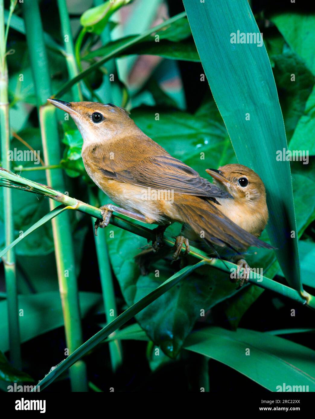 Schilfrohrsänger (Acrocephalus Schoenobaenus) Stockfoto