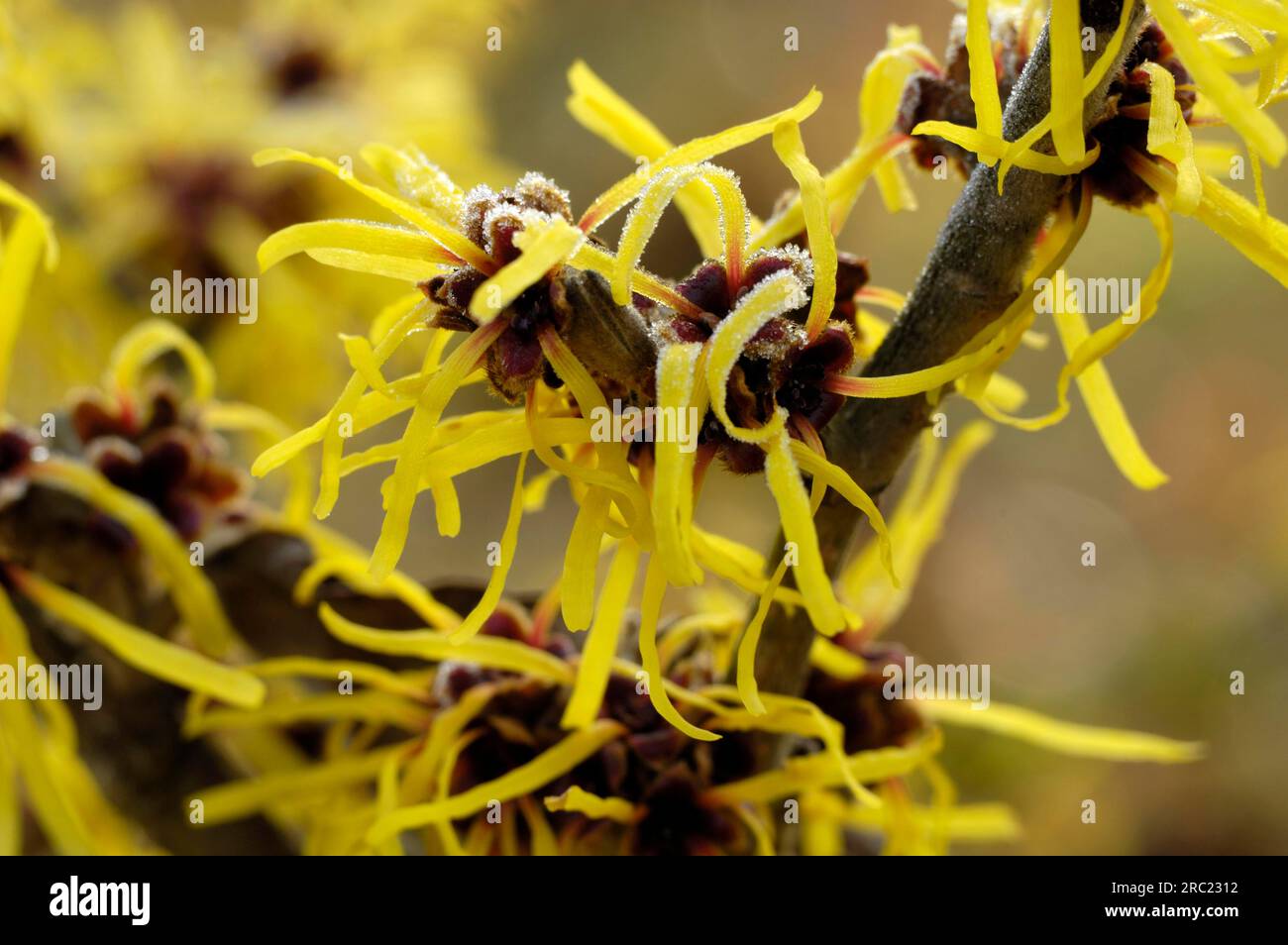 Chinesische Zaubernuss (Hamamelis Mollis) Stockfoto