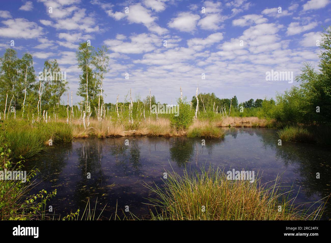 Goldenstedter Moor, wiederbefeuchtet, renaturiert, Diepholzer Moorniederung, Niedersachsen, Deutschland Stockfoto