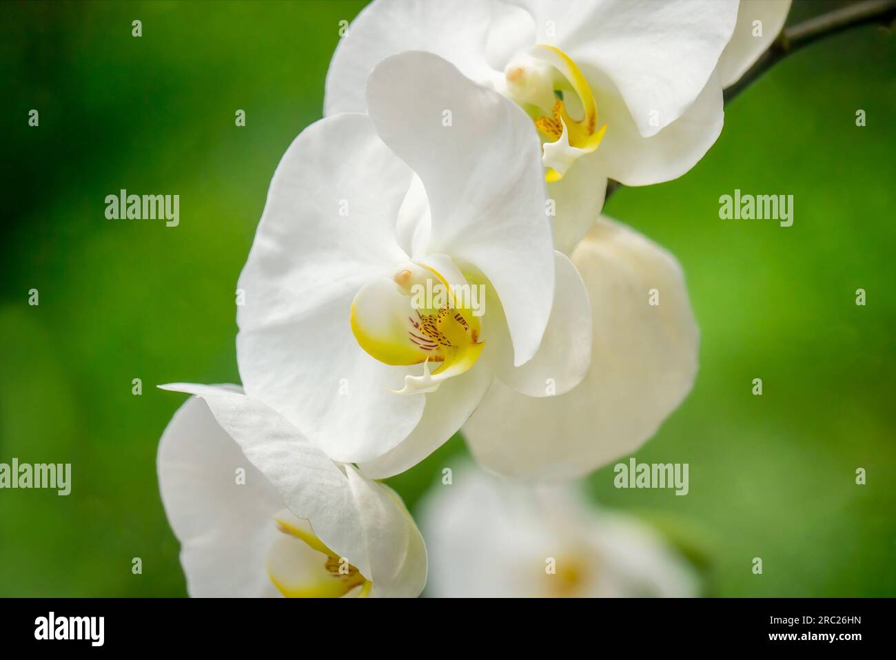 Die zarte Schönheit einer weißen Phalaenopsis Orchidee. Selektiver Fokus auf das gelb gesprenkelte Labellum oder die Lippe in der Mitte. Stockfoto