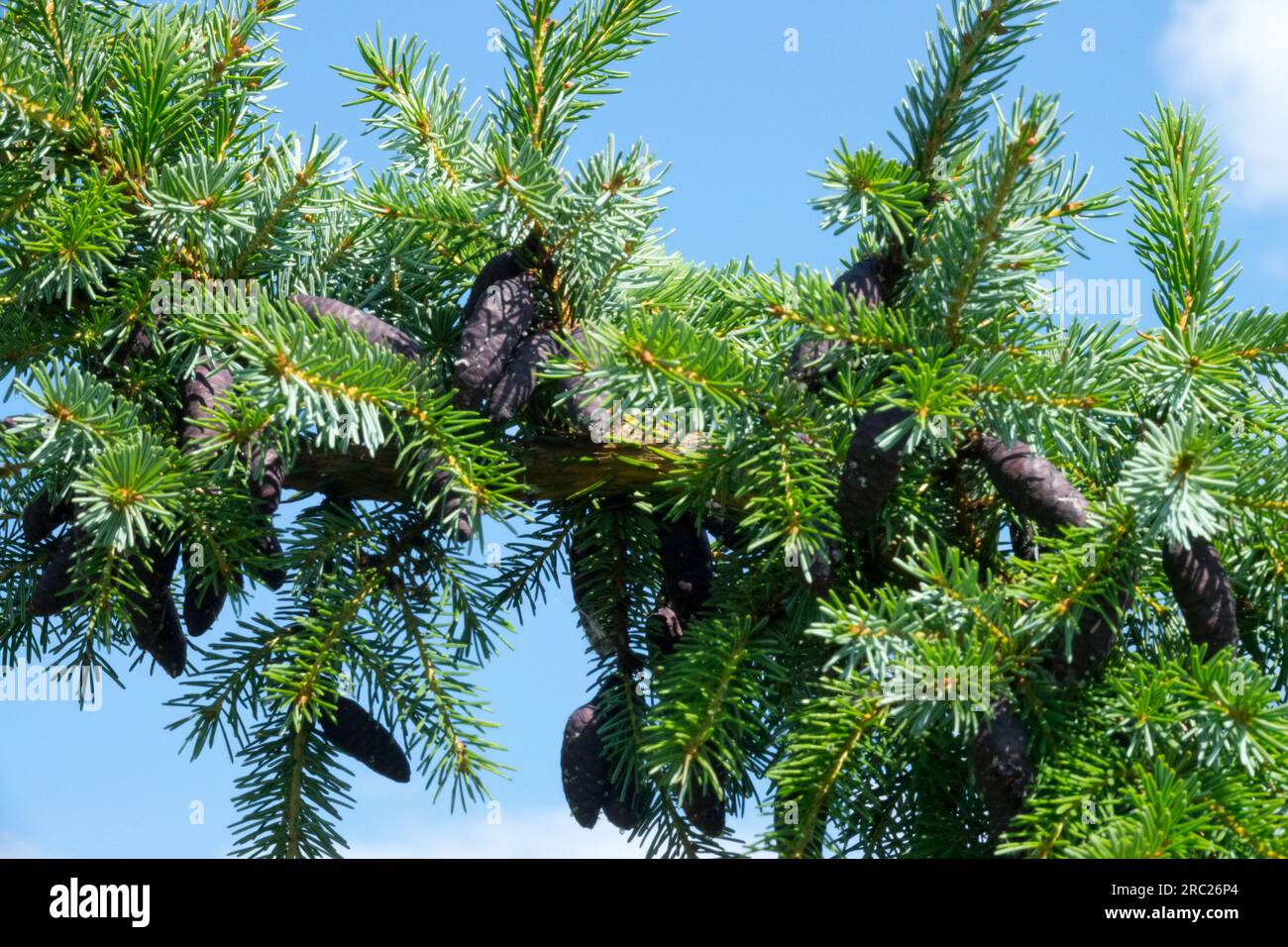 Nadeln, Closeup, Zapfen, Picea omorika „Pendula Bruns“ Stockfoto