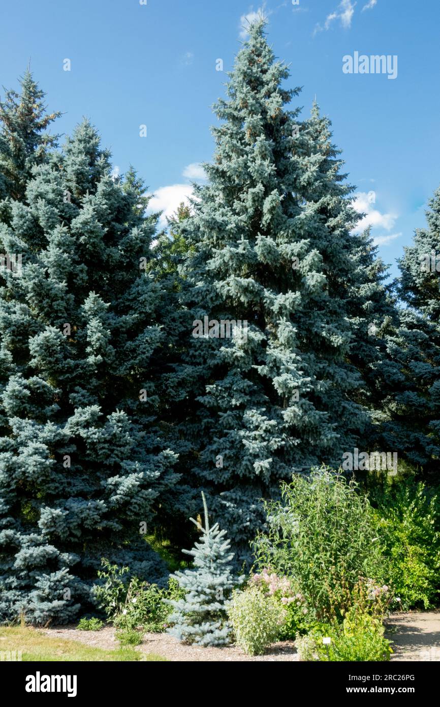 Colorado Blauer Fichtenbaum Picea pungens Moerheim Glauca Gruppe Stockfoto