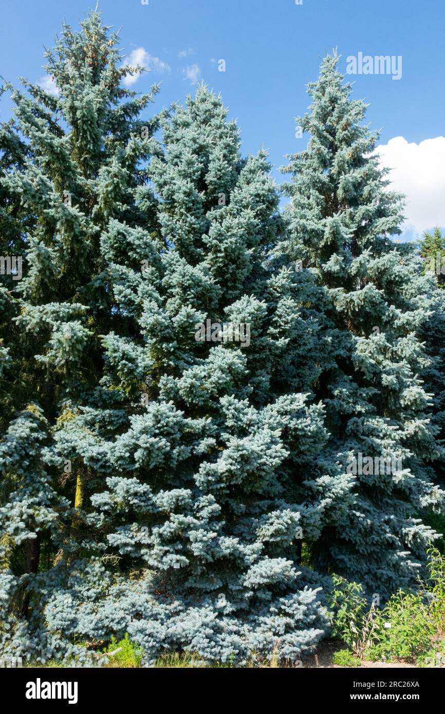 Colorado Blaue Fichte Bäume Picea pungens Moerheimii Glauca Gruppe Stockfoto