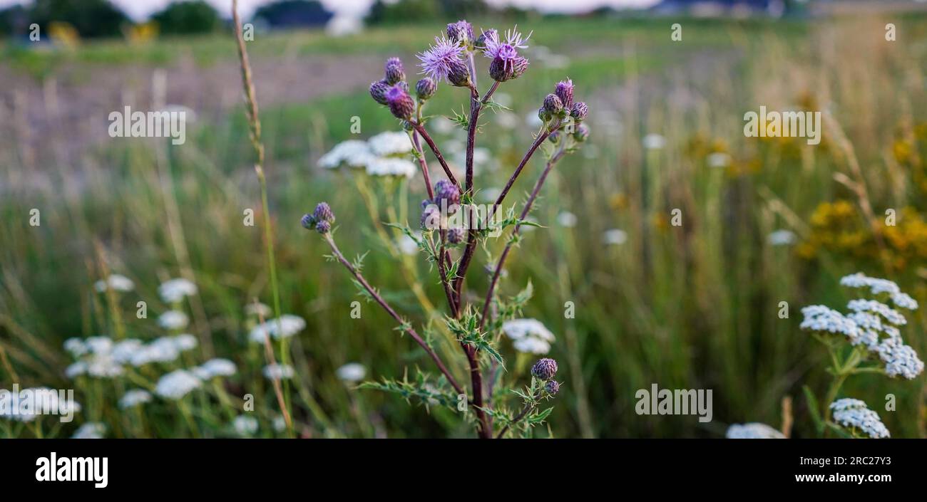 Kriechende Distelblüte auf dem Feld. Cirsium arvense. Violette Blumen. Stockfoto