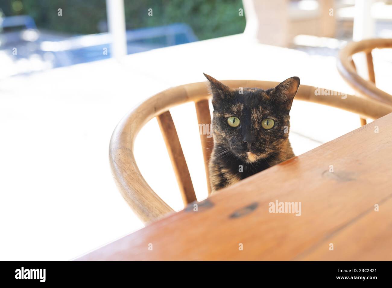 Porträt einer schwarz-braunen Katze, die zu Hause auf einem Holzstuhl sitzt Stockfoto