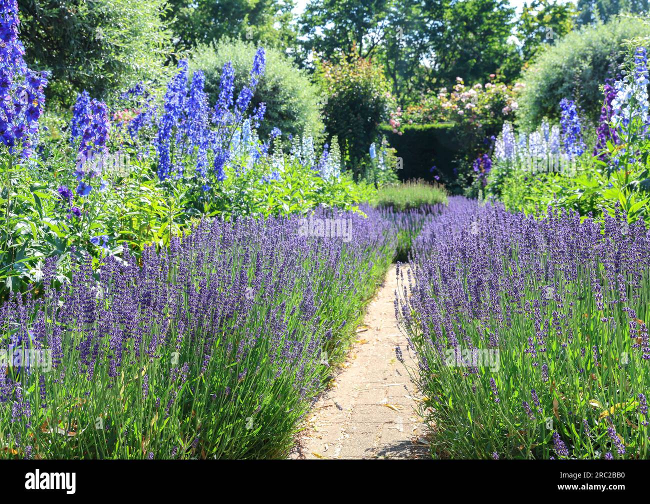 Pfad gesäumt mit Lavendel und blauem Larkspur Stockfoto