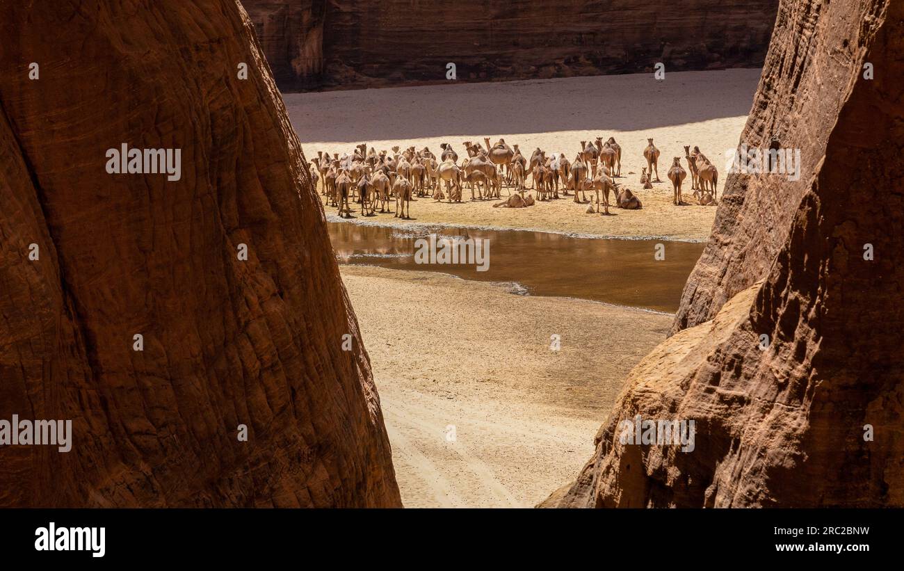 Inmitten der zerklüfteten Landschaften von Guelta d'Archei löschen eine Gruppe von Kamelen ihren Durst und ruhen sich aus und genießen einen Moment der Ruhe in der Sahara Stockfoto