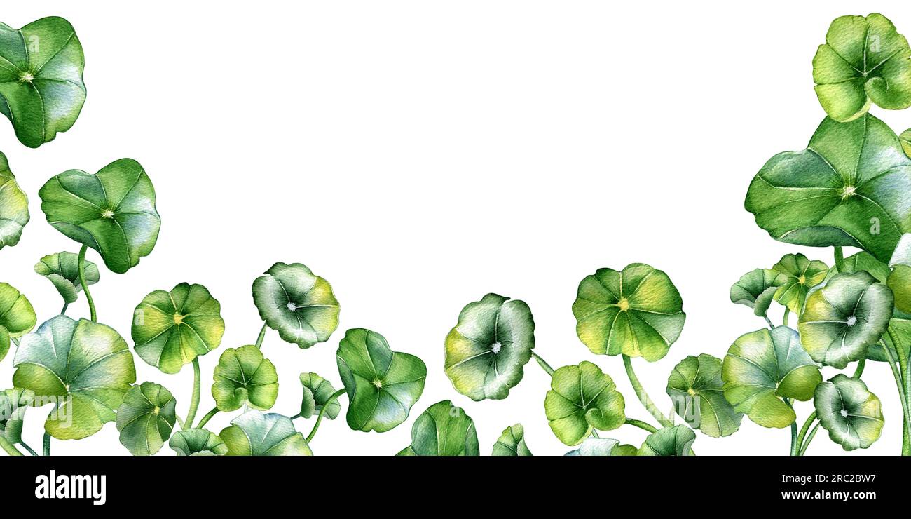 Board of centella asiatica, Kräuterpflanzen Aquarell Illustration isoliert auf Weiß. Pennywort, gotu-Cola, abgerundete Blätter, handgezeichnet. Design für Stockfoto