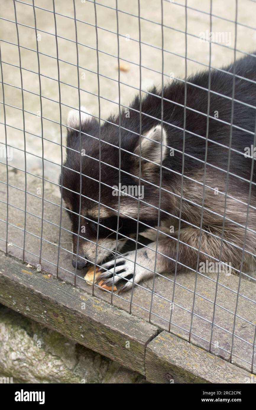 Waschbär-Gurgeln im Vogelhaus. Das kostet Essen. Kontaktzoo. Stockfoto