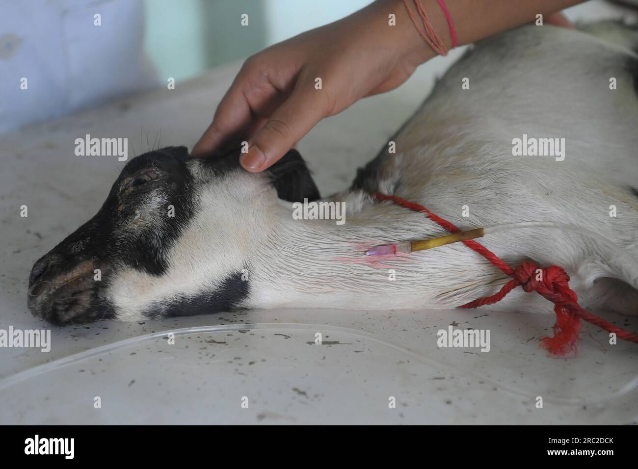 Die Tiere werden am Welt-Zoonosen-Tag in der staatlichen Veterinärklinik Agartala behandelt und geimpft. Der Welt-Zoonosen-Tag wird jedes Jahr am 6. Juli beobachtet, um das Bewusstsein für Krankheiten zu schärfen, die von Tieren auf Menschen übertragen werden können, und um an den Tag zu erinnern, an dem Louis Pasteur am 6. Juli 1885 erfolgreich den ersten Impfstoff gegen das Tollwut-Virus verabreicht hat. Tripura, Indien. Stockfoto