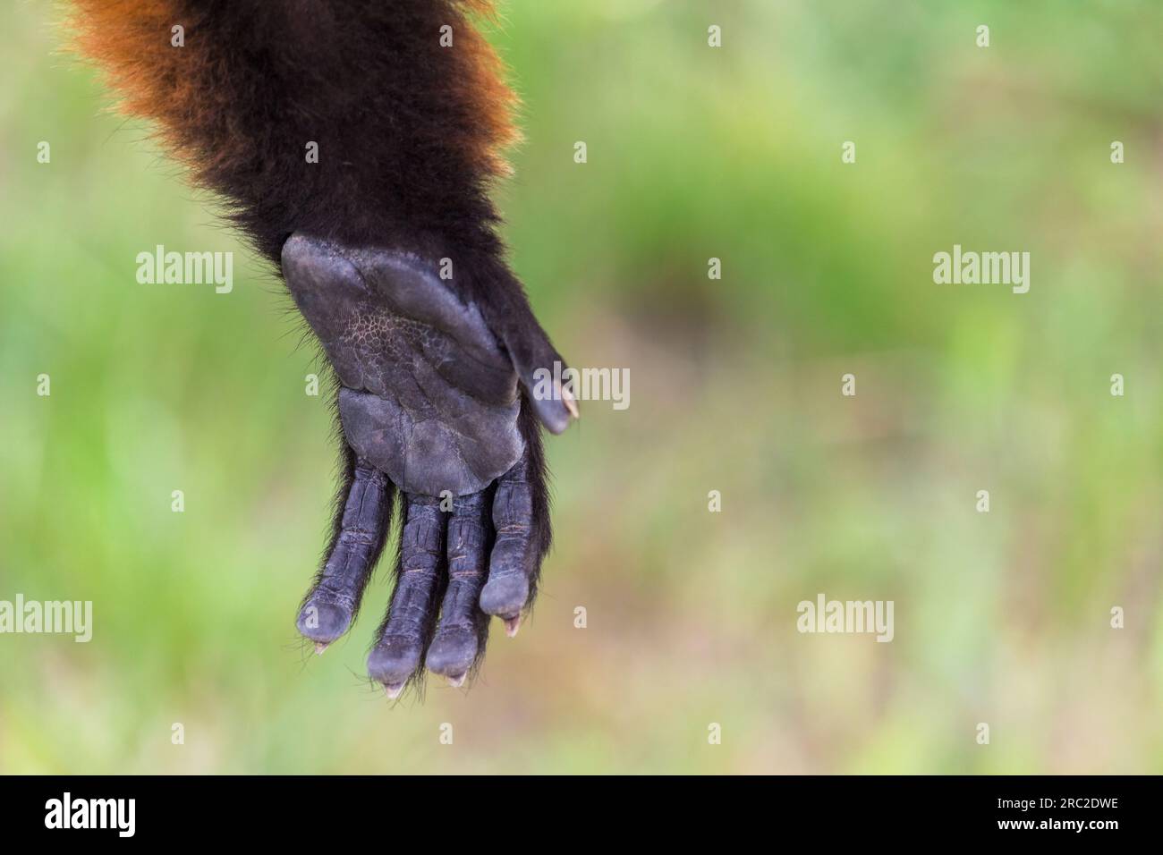 Nahaufnahme: Roter Lemur mit Rüschen (Varecia rubra) linke Hand (vordere Extremität) Stockfoto
