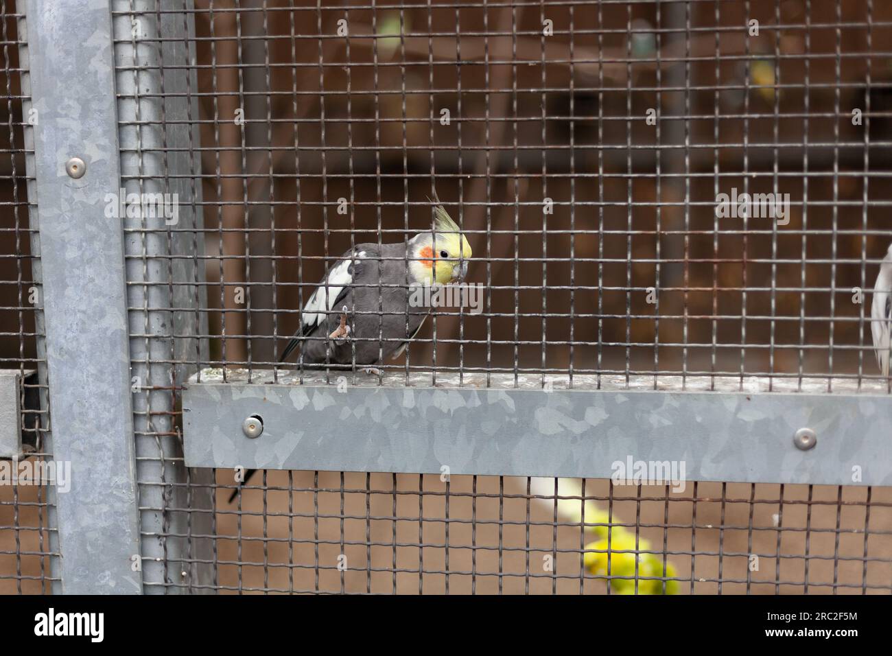 Cockatielvogel in einem Käfig in einem Vogelschutzgebiet. Stockfoto