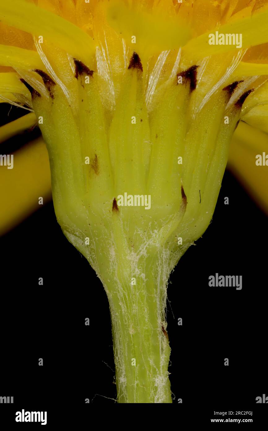 Häufig Ragkraut (Jacobaea vulgaris). Involvieren Sie Die Nahaufnahme Stockfoto