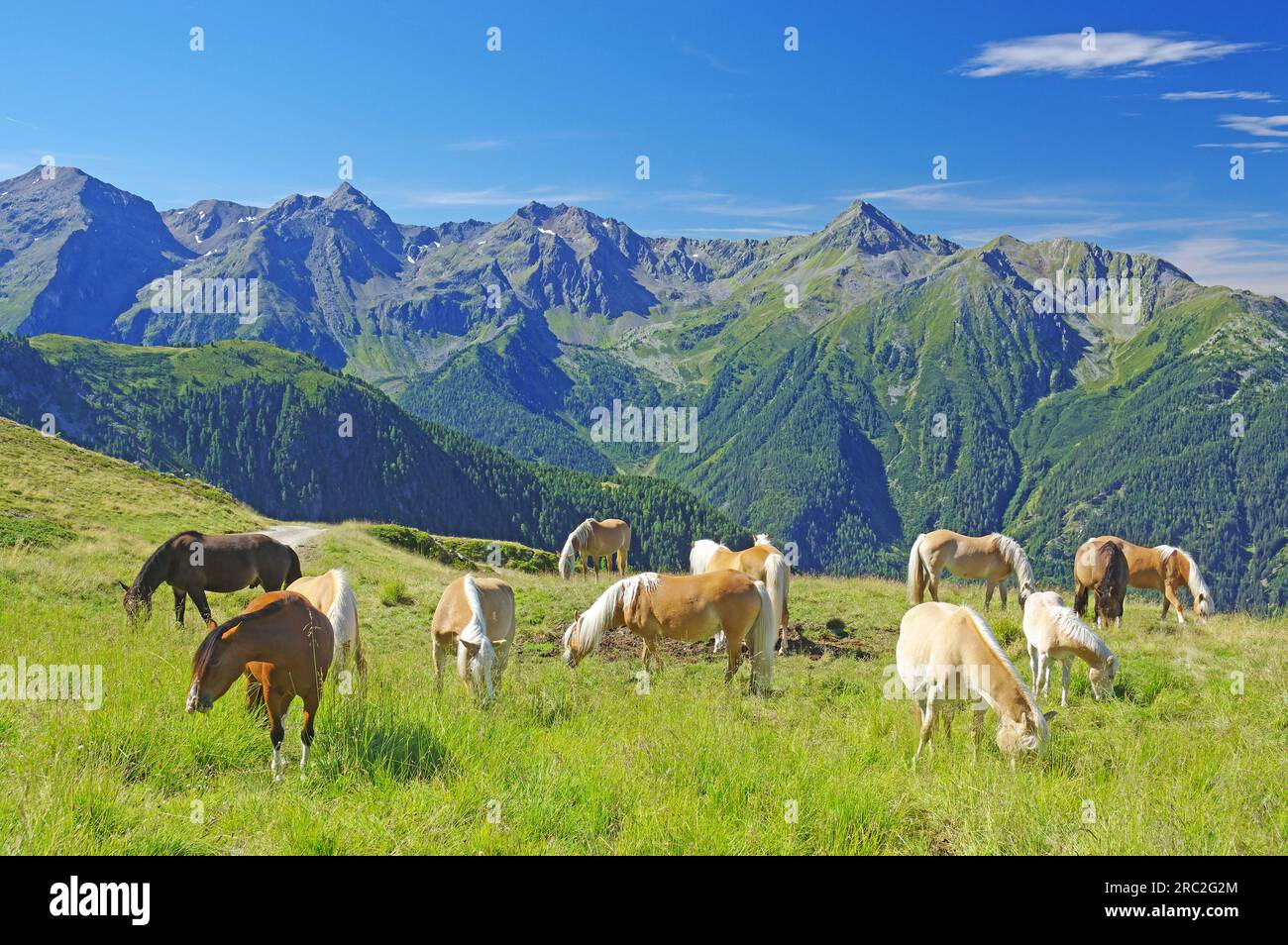 Eine Gruppe von Pferden, die meisten davon Haflinger, füttern sich auf der Hochalpenwiesen auf dem Sechszeiger, hoch über (2000 m) Pitztal. Kaunergrat Alpenkette. Stockfoto
