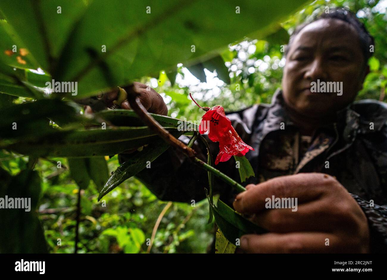 (230712) -- LUSHUI, 12. Juli 2023 (Xinhua) -- He Guipin entnimmt während einer Patrouille im Gaoligongshan National Naturschutzgebiet in der Provinz Yunnan im Südwesten Chinas, 9. Juli 2023 eine Pflanzenprobe. Die Gaoligongshan-Berge, in denen etwa 17 Prozent der höheren Pflanzenarten Chinas, 30 Prozent der Säugetierarten und über 35 Prozent der Vogelarten vorkommen, sind ein wichtiges Beispiel für den Schutz der biologischen Vielfalt des Landes. Im Jahr 2011 wurde hier auch der Goldene Affe Nujiang, die fünfte goldene Affen-Art der Welt, gefunden. HE Guipin, ein Ranger der Lushui-Zweigstelle der nationalen Natur Gaoligongshan Stockfoto