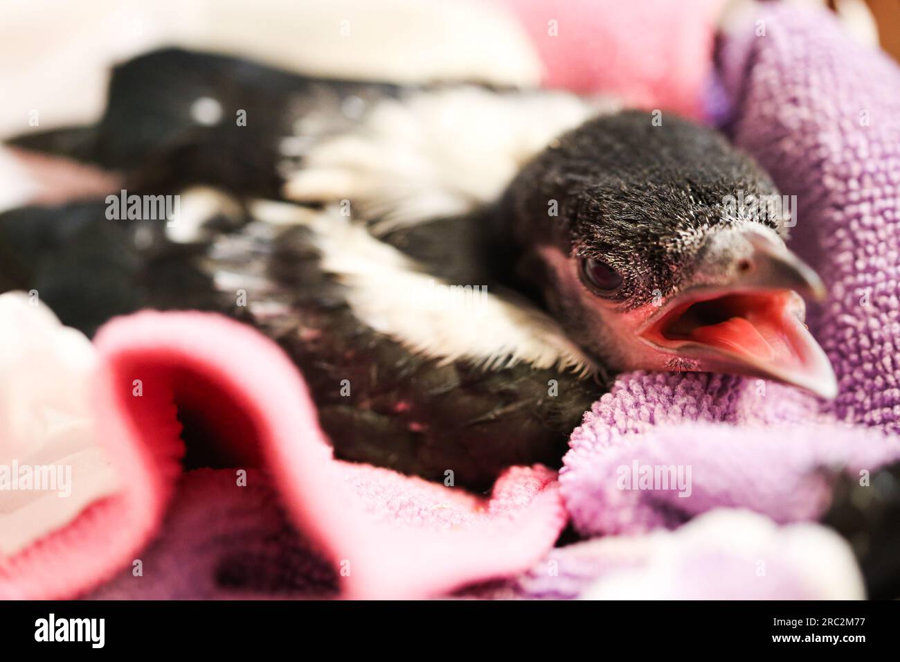 Elster in einem Nest. Wildlife Rescue Center Stockfoto