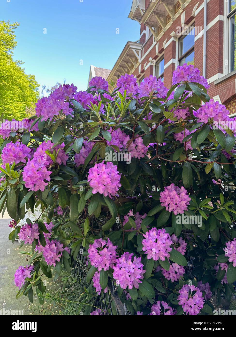 Wunderschner Rhododendron-Strau mit violetten Blumen, die im Freien  wachsen Stockfotografie - Alamy