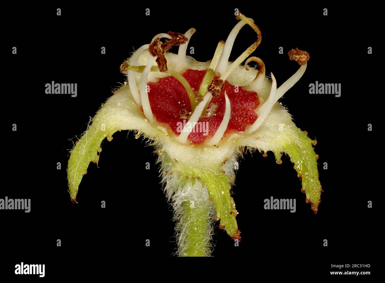 Haarspurdorn (Crataegus submollis) Senescent Flower Nahaufnahme Stockfoto