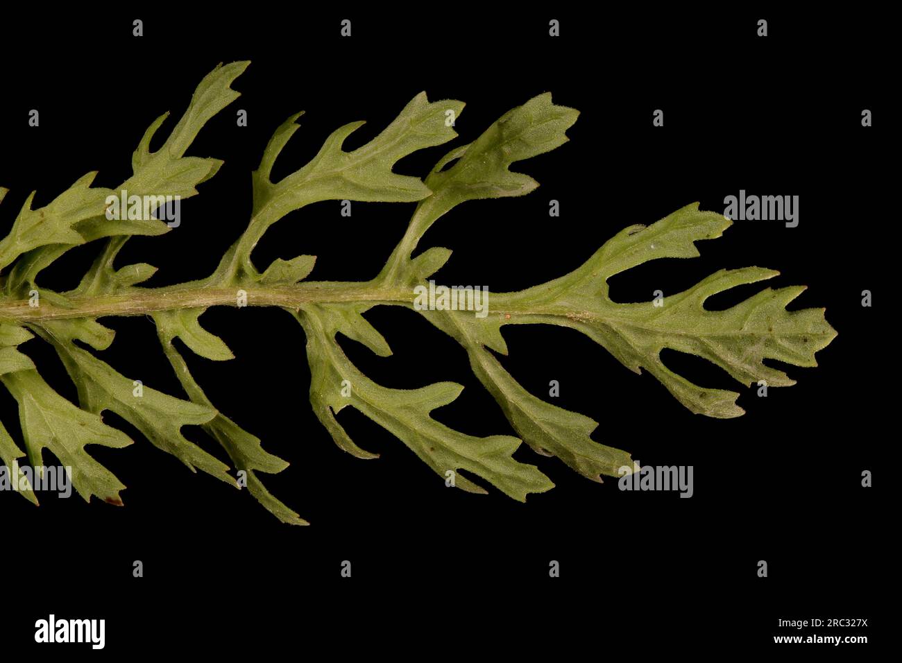 Häufig Ragkraut (Jacobaea vulgaris). Leaf-Nahaufnahme Stockfoto