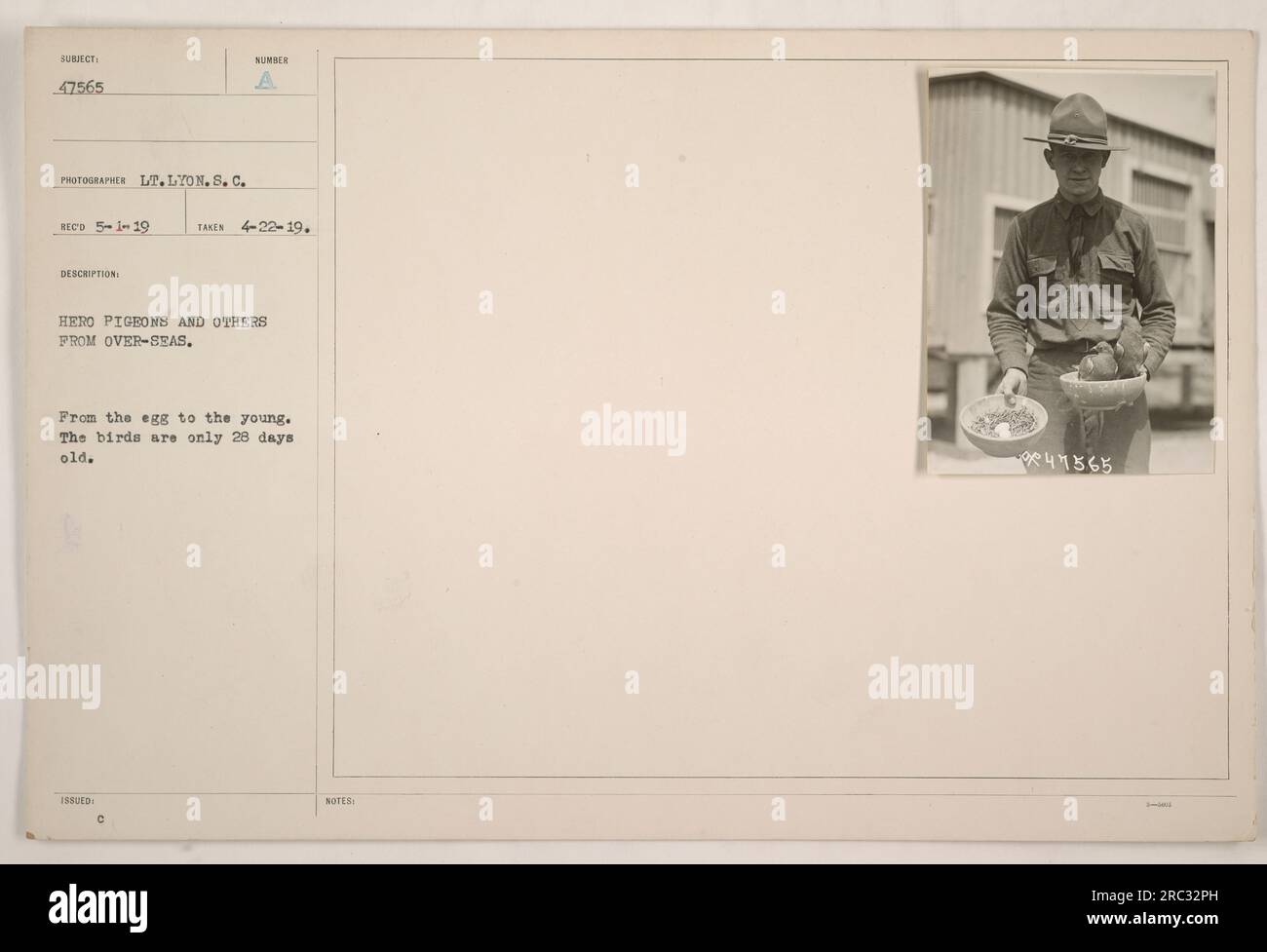 Bild von jungen Heldentauben und anderen Vögeln, die im Ersten Weltkrieg nach Übersee gebracht wurden. Die Vögel auf dem Foto sind nur 28 Tage alt. Dieses Bild wurde von Leutnant Lyon am 22. April 1919 aufgenommen und ist Teil der Kollektion TD 419 Subiect 47565. Stockfoto