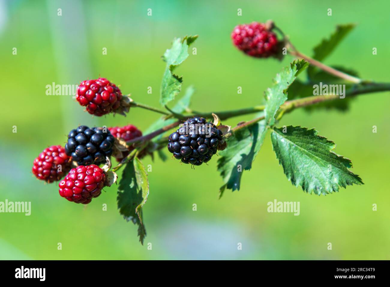 Naht reifer und unreifer Brombeeren mit grünen Blättern, die bei Tageslicht auf Zweigen im Garten wachsen Stockfoto
