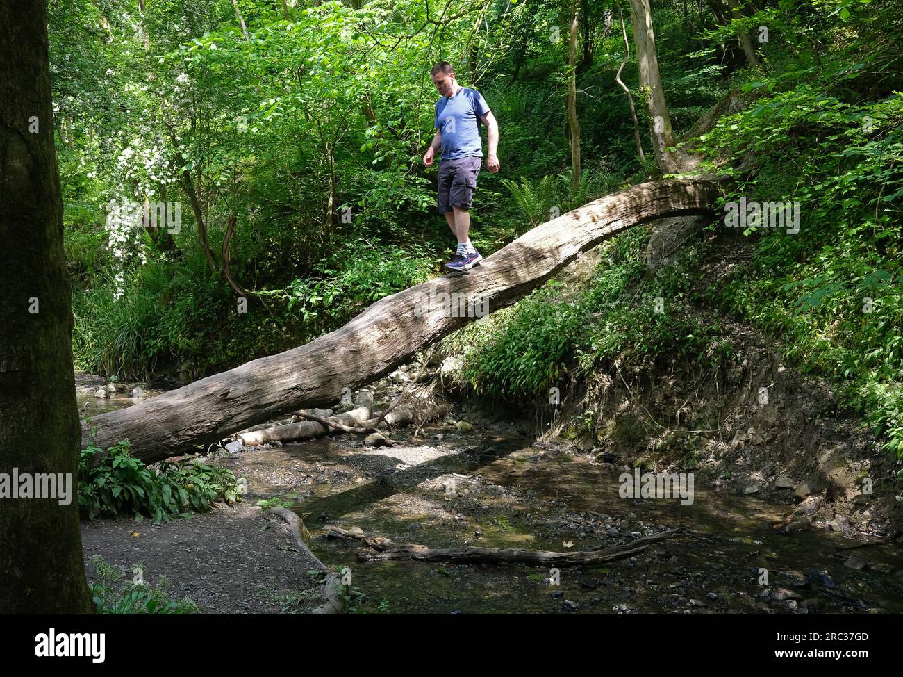 Ein Mann, der auf einem Baumstamm in Loamhole Dingle, Großbritannien, über einen Waldstrom spaziert Stockfoto