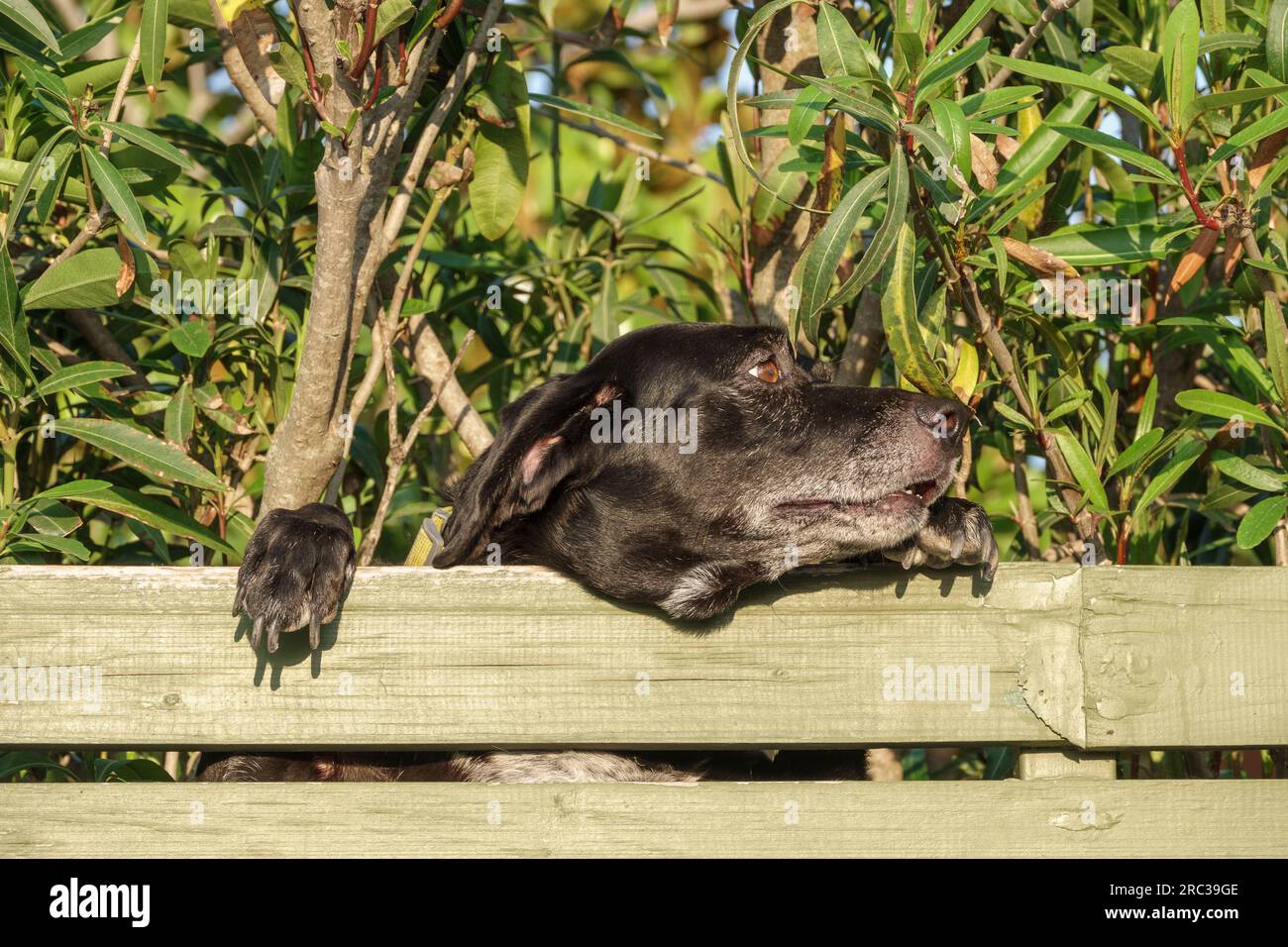 Ein Wachhund in Griechenland steht an einem Gartenzaun mit Pfoten oben Stockfoto