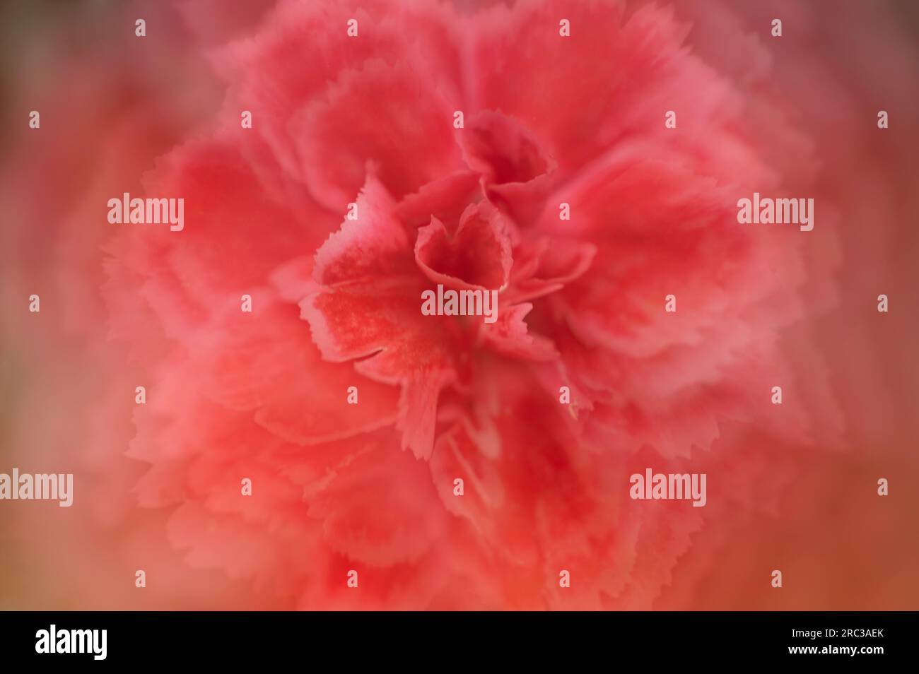Wunderschöne rote Blume „Mehrfachbelichtung“ Stockfoto
