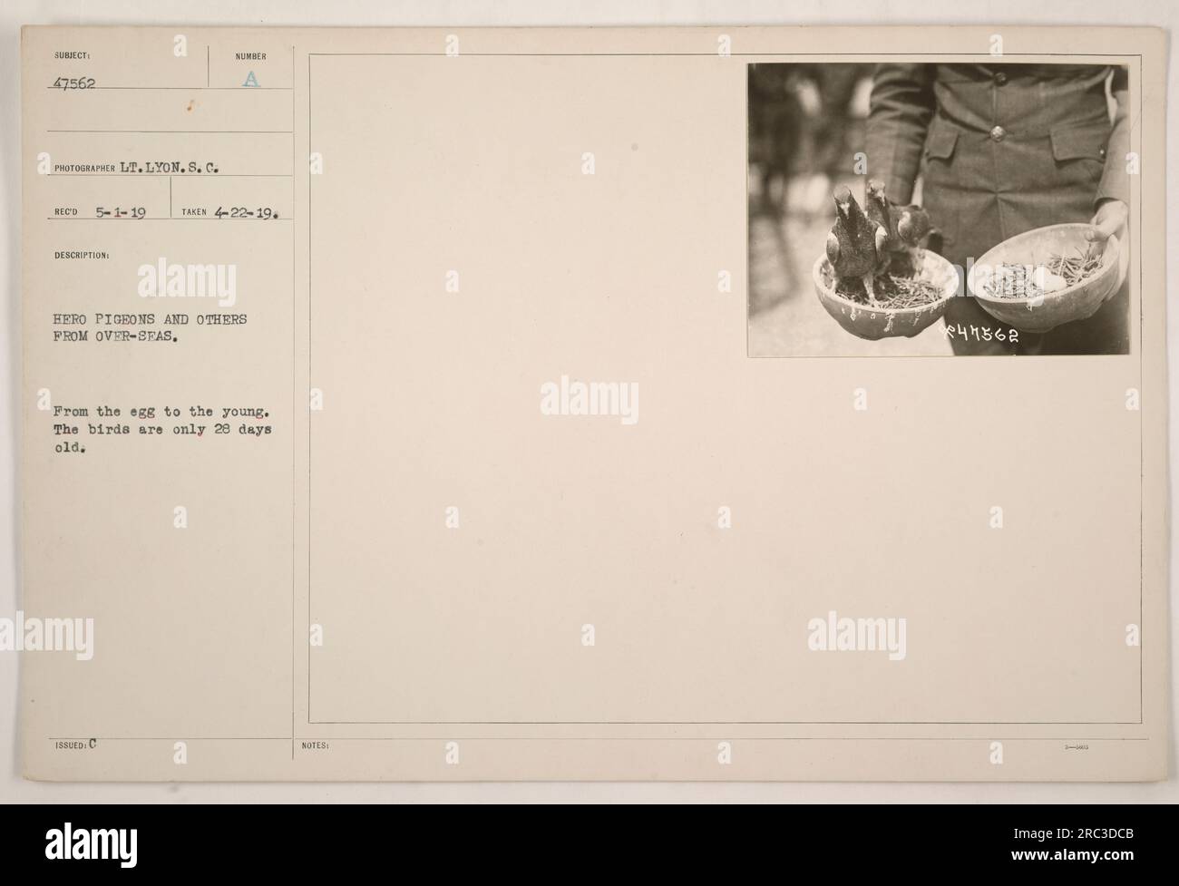 Das Bild zeigt eine Gruppe von Heldentauben und anderen Vögeln, die während des Ersten Weltkriegs aus Übersee mitgebracht wurden. Das Foto wurde am 22. April 1919 von LT. Lyon in S. C.1 aufgenommen. Die Vögel auf dem Bild sind nur 28 Tage alt. (Lichtbildausweis: 47562) Stockfoto