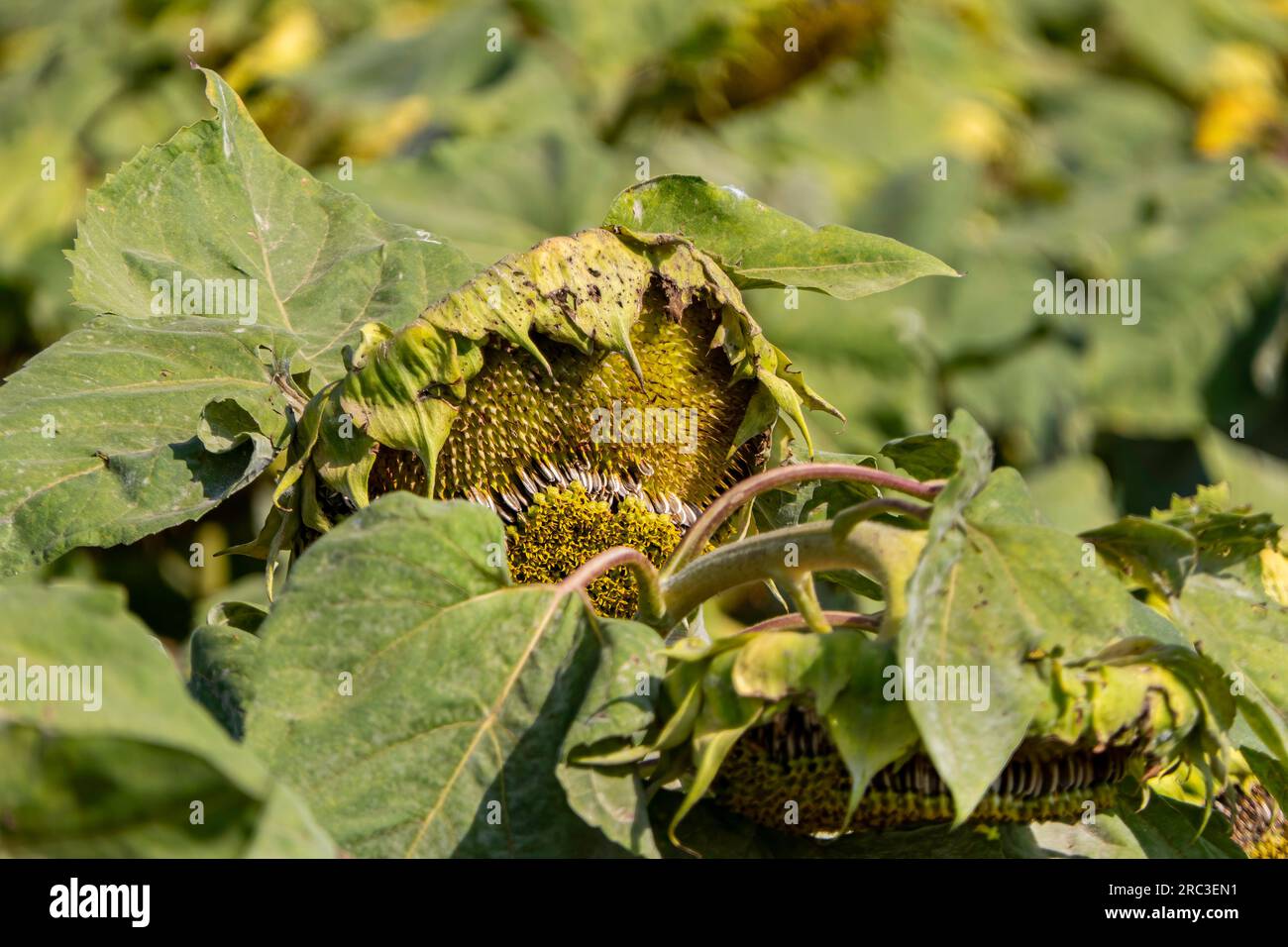 Landwirtschaftliche Felder reifer Sonnenblumen. Sonnenblumenköpfe mit großen weißen Samen aus der Nahaufnahme. Israel Stockfoto