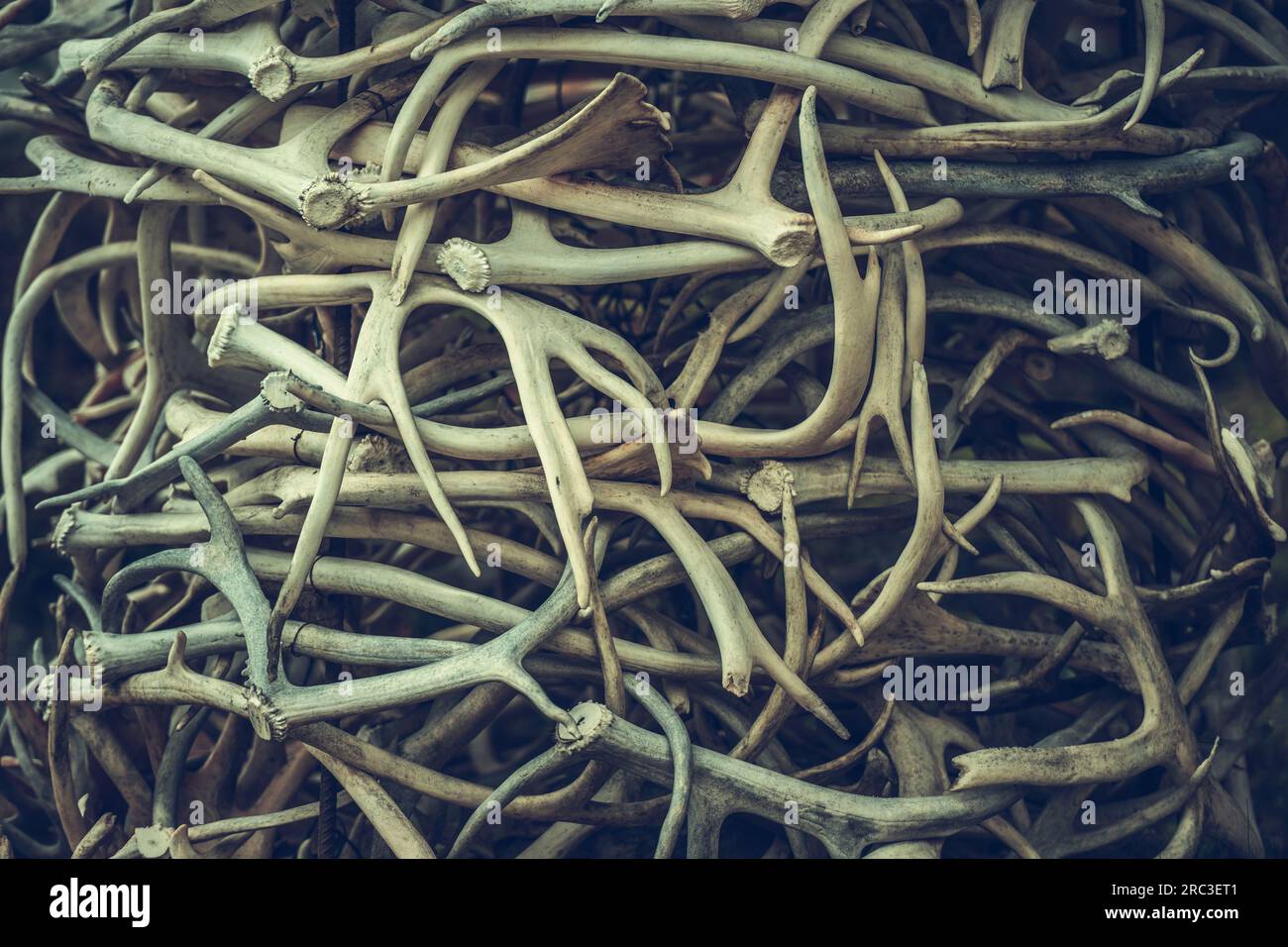 Großer Haufen Hirschgeweih Stockfoto