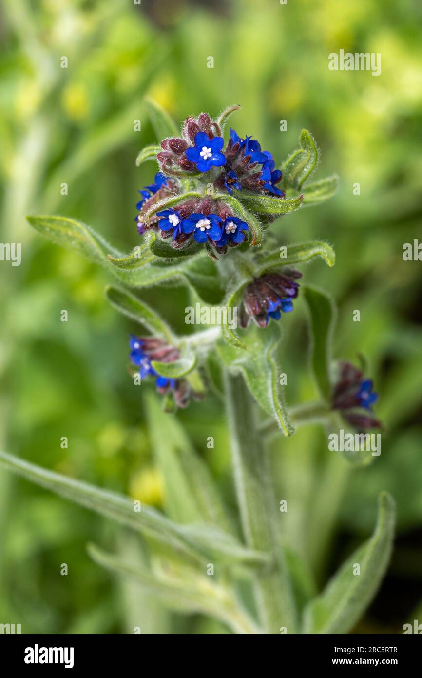 Anchusa officinalis, allgemein bekannt als der gewöhnliche Bugloss oder Alkanet, ist eine Pflanzenart der Gattung Anchusa. Stockfoto
