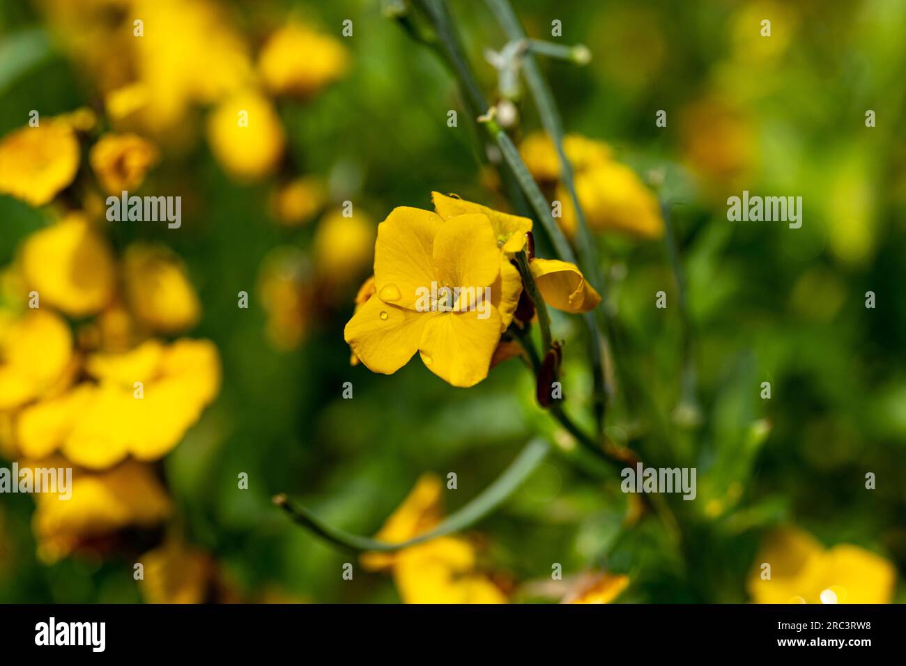 Der Goldlack (Wandblume) ist eine Zierpflanze aus der Familie der Kreuzblütler Stockfoto