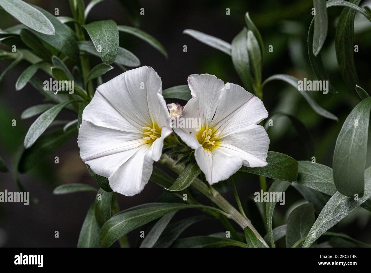 Strauchgewächse (Convolvulus cneorum) die Art kommt in Küstengebieten Spaniens, Italiens, Kroatiens und Albaniens vor. Stockfoto