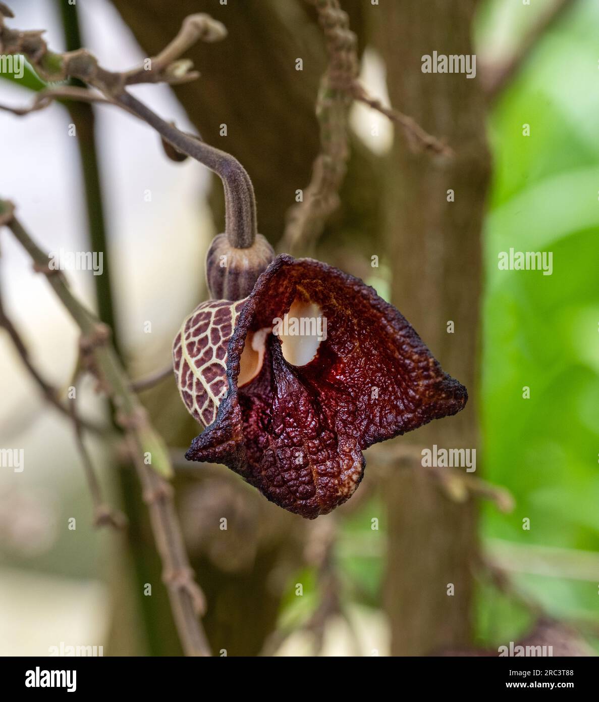 Aristolochia Arborea (Aristolochia salvadorensis) und Darth Vader. Botanischer Garten Heidelberg, Baden Württemberg, Deutschland. Stockfoto