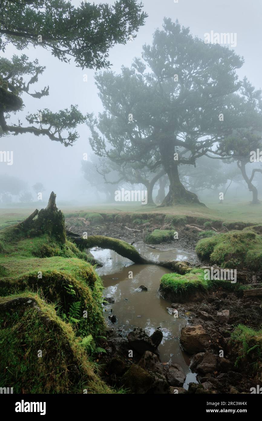 Alte Lorbeerbäume im Nebel im Wald der Insel Fanal Madeira, Portugal Stockfoto