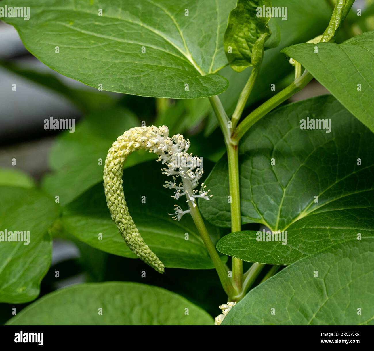 Eidechsenschwanz, Saururus cernuus, eine gewöhnliche Pflanze. Es wächst zu kleinen Kolonien aus unterirdischen Läufern. Stockfoto