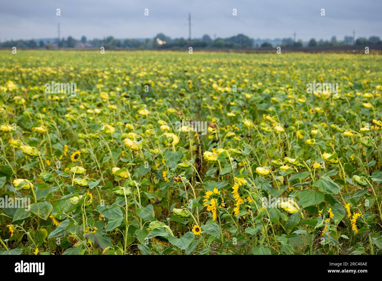 Große Felder werden mit Sonnenblumen gesät. Die Kultur ist fast reif. Ende des Sommers in der westlichen Region der Ukraine, irgendwo in der Lemberg-Region Stockfoto