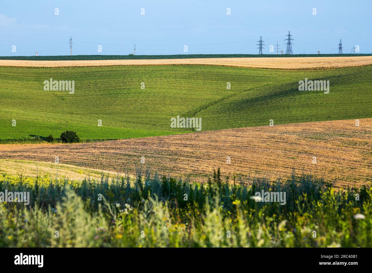 Endlose Felder an den Hängen der Hügel werden mit verschiedenen Kulturen gesät. Friedliche ländliche Landschaft. Sommerabend in der Westukraine bei Rivne Stockfoto
