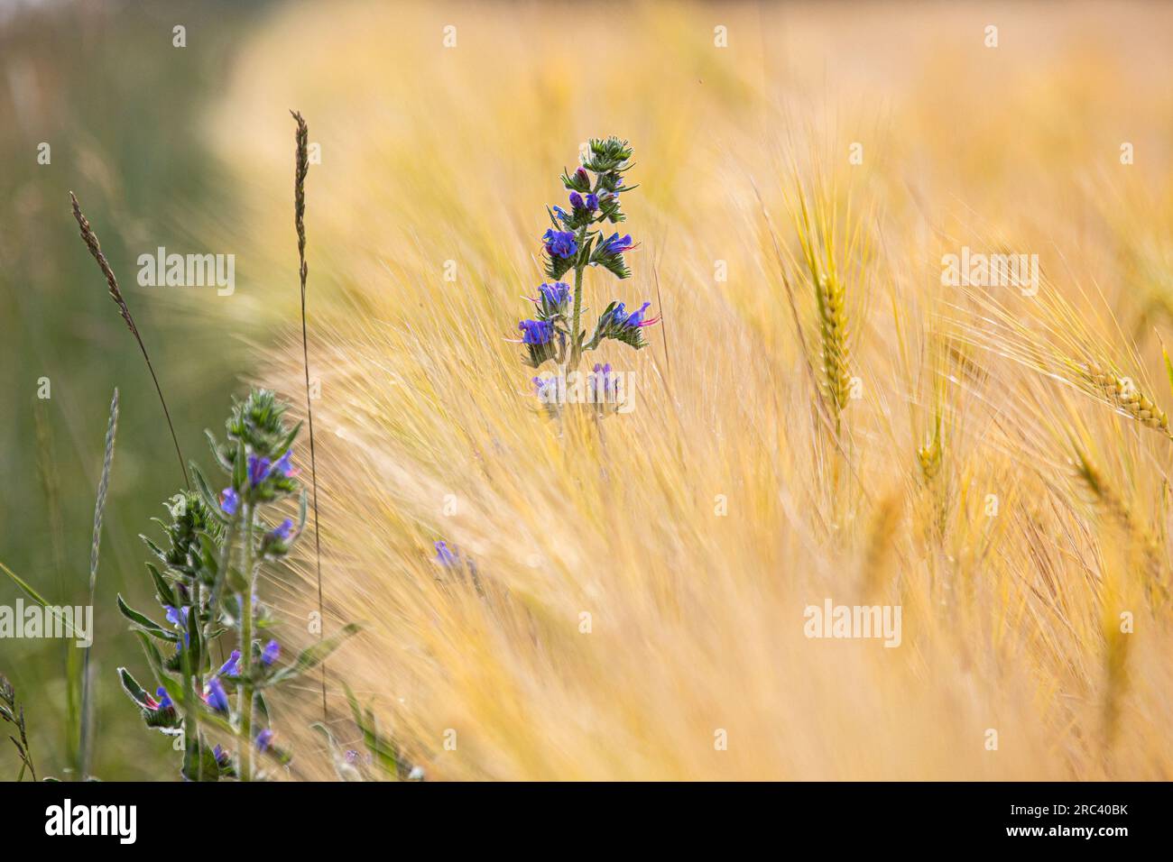 Ein Feld mit reifer Gerste oder Roggen. Typische Sommerlandschaft in der Ukraine. Konzeptthema: Ernährungssicherheit. Landwirtschaftlich. Nahrungsmittelproduktion. Blaue Blumen Stockfoto