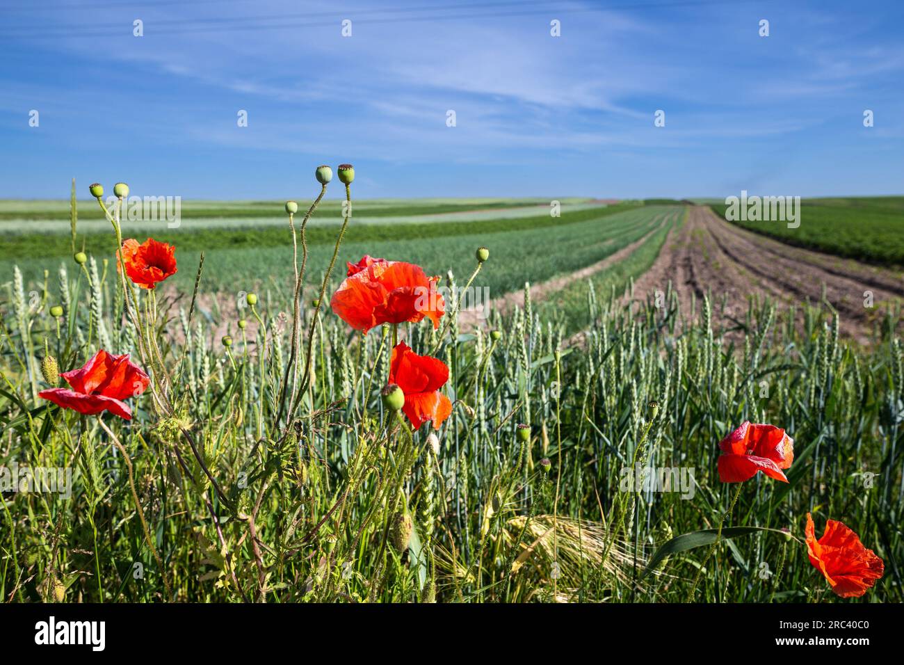 Ein Feld mit grünem Weizen. Typische Sommerlandschaft in der Ukraine. Thema: Ernährungssicherheit. Landwirtschaftlich. Landwirtschaft. Nahrungsmittelproduktion. Rote Mohnblumen Stockfoto