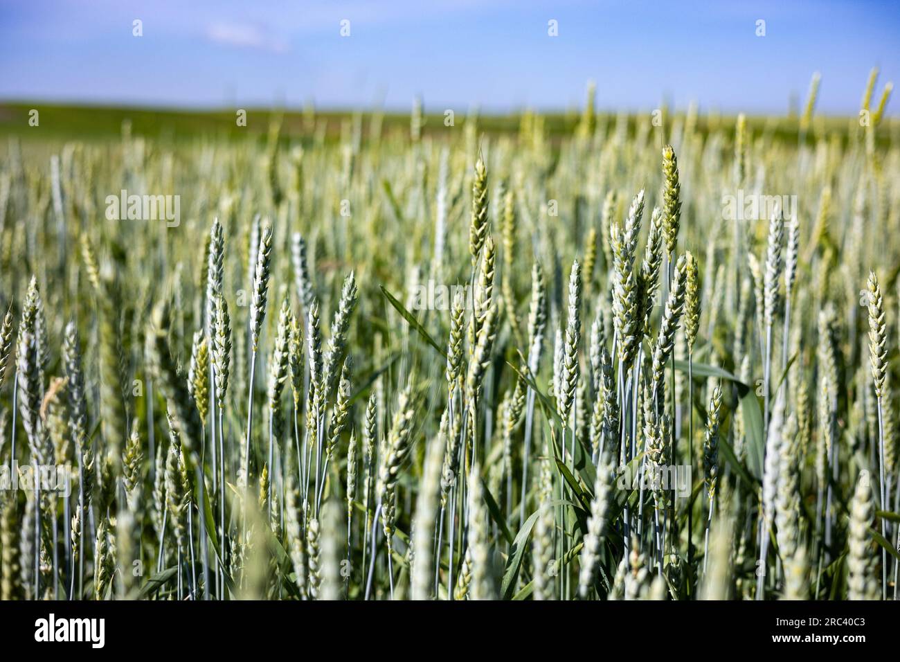 Ein Feld mit grünem Weizen. Typische Sommerlandschaft in der Ukraine. Konzeptthema: Ernährungssicherheit. Landwirtschaftlich. Landwirtschaft. Nahrungsmittelproduktion. Irgendwo in w Stockfoto