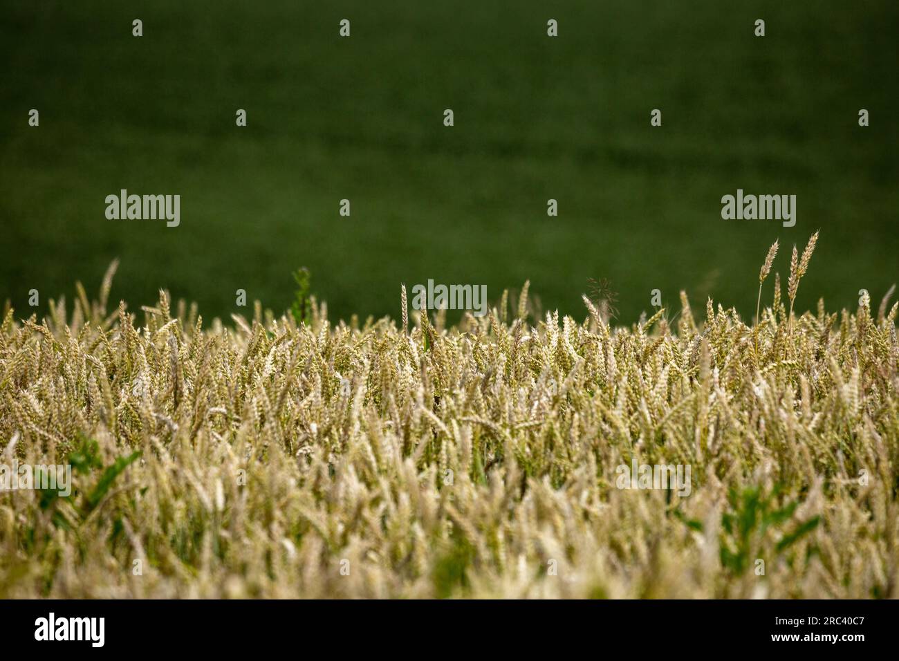 Reife Weizenfelder, bereit für die Ernte. Typische Sommerlandschaft in der Ukraine. Konzeptthema: Ernährungssicherheit. Landwirtschaftlich. Landwirtschaft. Lebensmittelprodukte Stockfoto