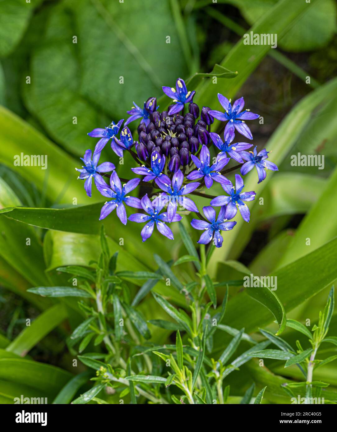 Scilla peruviana oder Purpurblau, ein unwiderstehlicher Umbel eisblauer Sterne Stockfoto