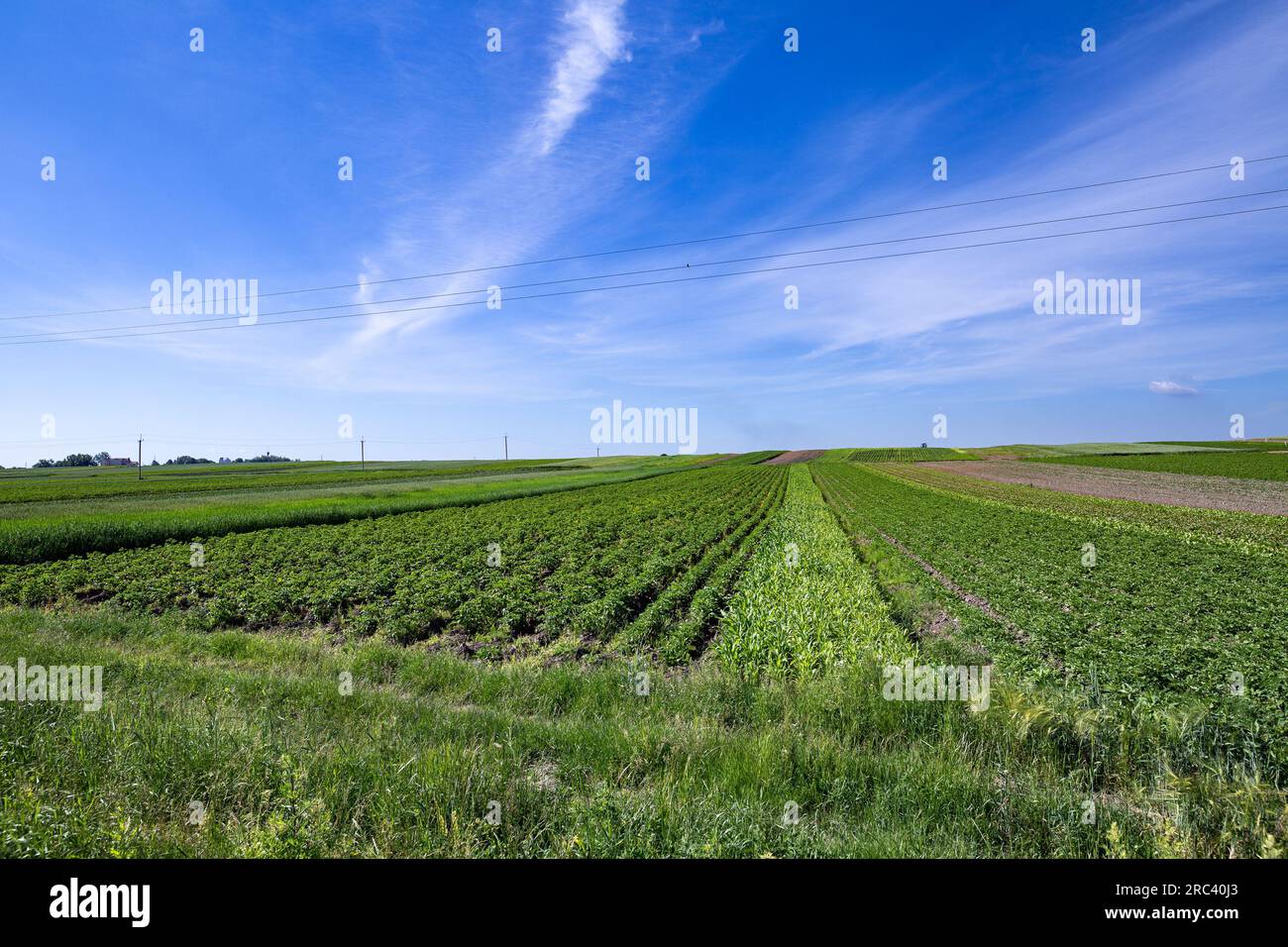 Die Felder von Kleinbauern mit Karotten, Zwiebeln, Kartoffeln, Kohl, Mais, Weizen, Rüben, Sojabohnen, Bohnen und anderes Gemüse. Der Sommer ist da Stockfoto