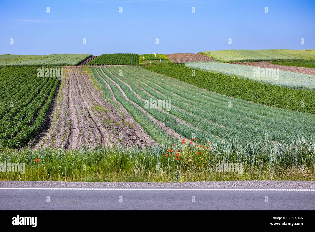 Die Felder an den Hängen der Hügel sind mit Frühlingszwiebeln bepflanzt. Die Kultur wächst gut nach der Aussaat, hat gute gesunde Blätter und Wurzeln. Die Summe Stockfoto