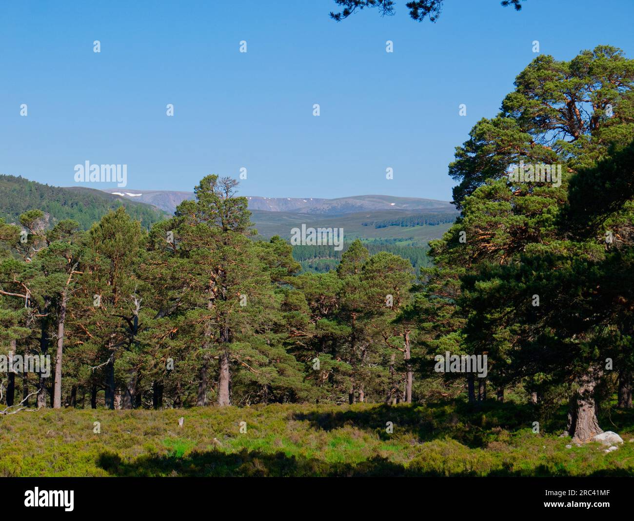 Einheimische Schotten Pinienwald, Braemar, Grampian Stockfoto