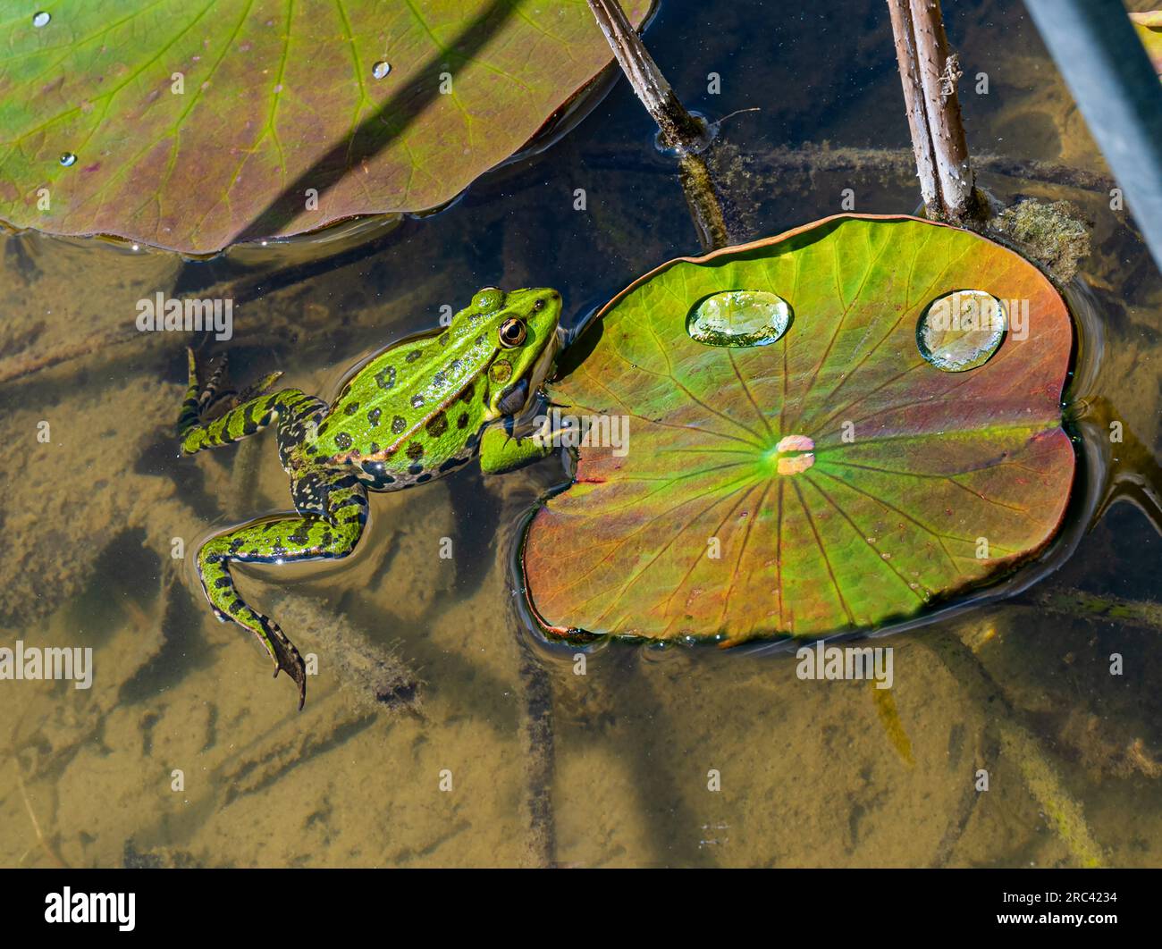 Speisefrosch, Pelophylax esculentus, Niedersachsen, Deutschland, Europa Stockfoto